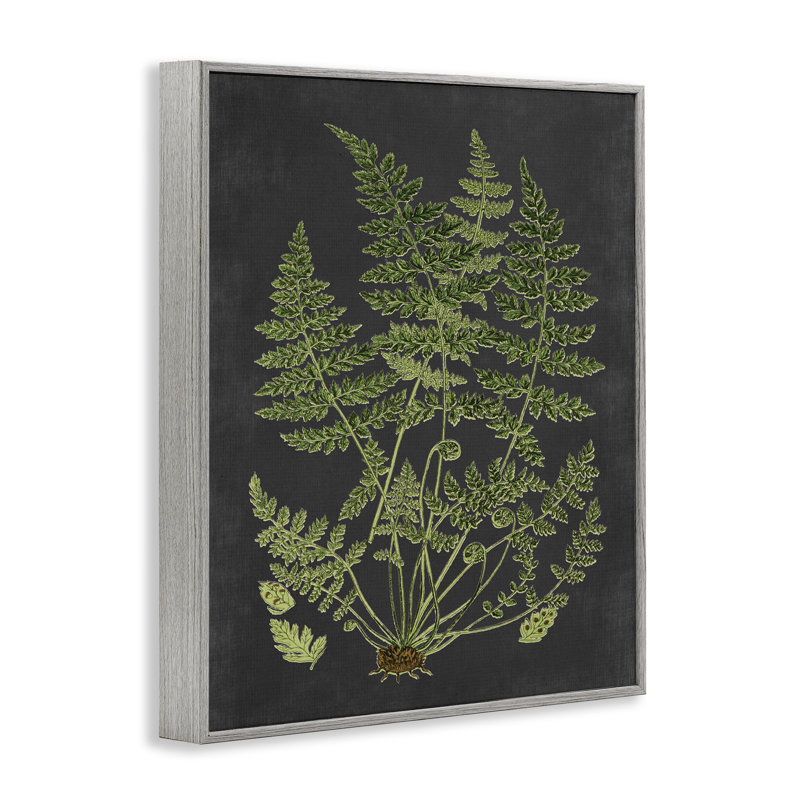«Botanical Dessin Green Black Design», impression, H 20 po x l 16 po, Estampe numérique Farmhouse