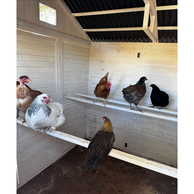Zylina White Wooden Chicken Coop with Run and Nesting Bays