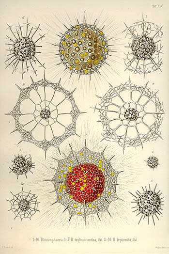 Reproduction d’art graphique « rhizosphaera r. trigonacantha r. leptomita » par ernst haeckel-impression d’art graphique