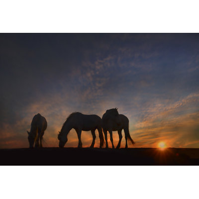 Camargue Sunrise - Photograph