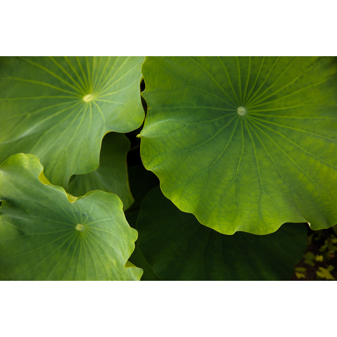 Lotus-Pflanzen Hintergrund von Marco_Piunti - Ohne Rahmen auf Leinwand drucken