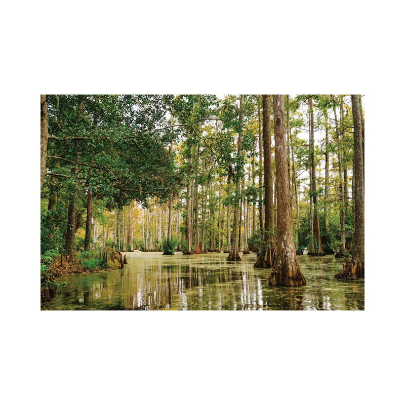 Charleston Cypress Gardens XLI by Bethany Young - Wrapped Canvas Print, 20.32 cm H x 30.48 cm W