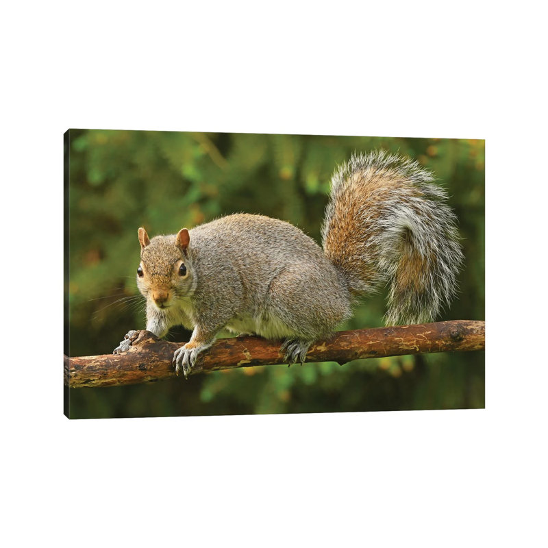 Thief At The Birdfeeders by Brian Wolf - Wrapped Canvas Print, 66.04 cm H x 45.72 cm W x 3.175 cm D