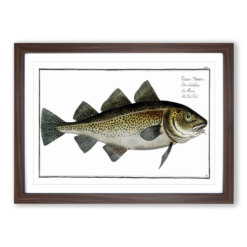 Cod Fish by M.E. Bloch - Picture Frame Painting, Walnut Framed, 48cm H x 65cm W x 2cm D