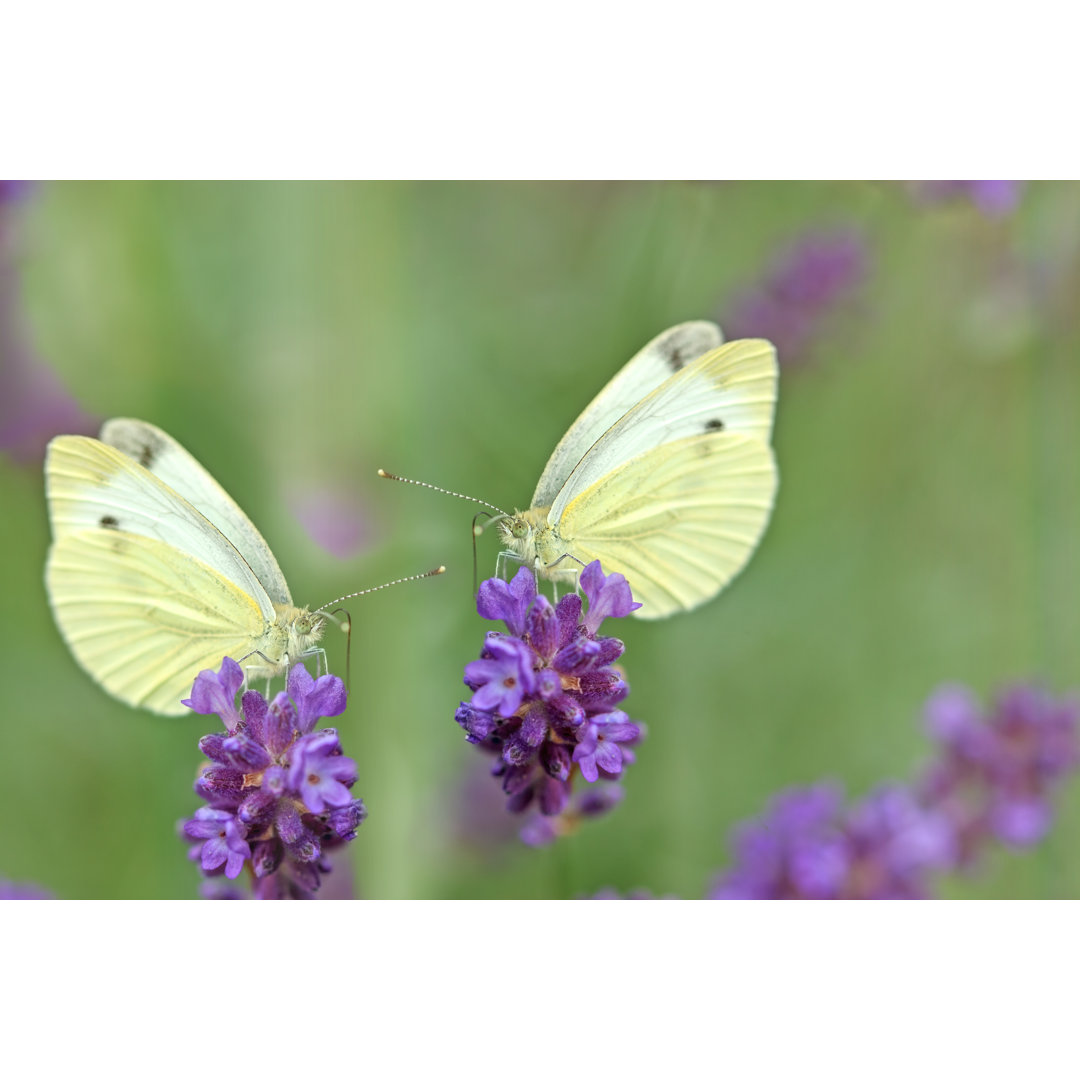 Schmetterlinge auf Lavendel - Druck