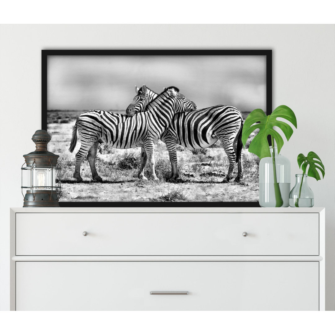 Gerahmtes Poster Cuddling Zebra