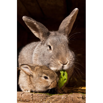 Petit lapin avec maman par Veratomankova - photographie sur toile tendue