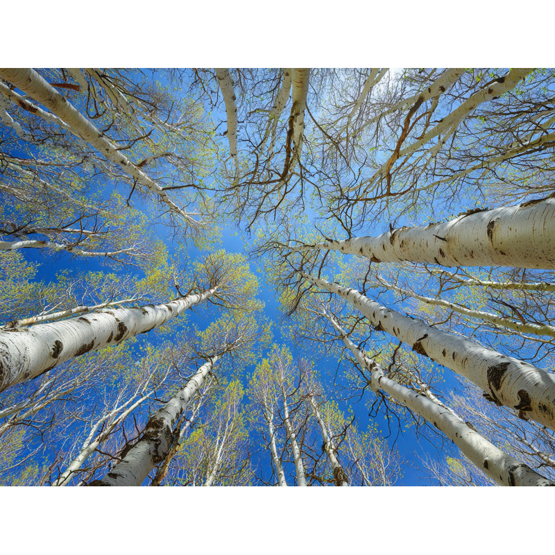 «Spring Aspens Skyward», art mural sur toile, H 12 po x l 16 po