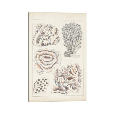 Antique White Coral I by Vision Studio - Wrapped Canvas Print