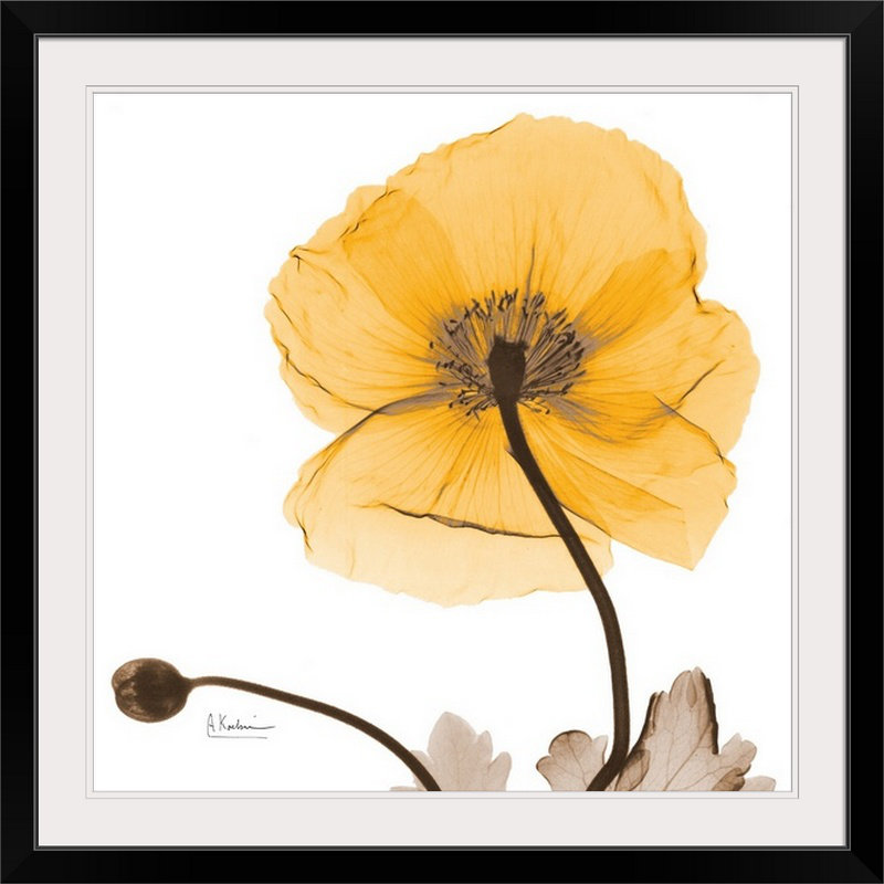 "Manigault" Islande Poppy Harvest X-Ray par Kiranjit, reproduction de photo, H 38 po x l 38 po x P 1 po, Cadre noir