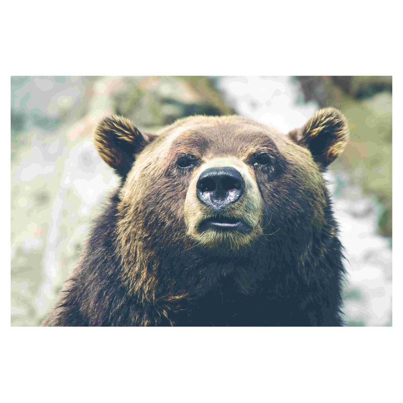 Grizzly Bear - photographie sur toile tendue, H 8 po x l 12 po