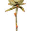 37 plantes