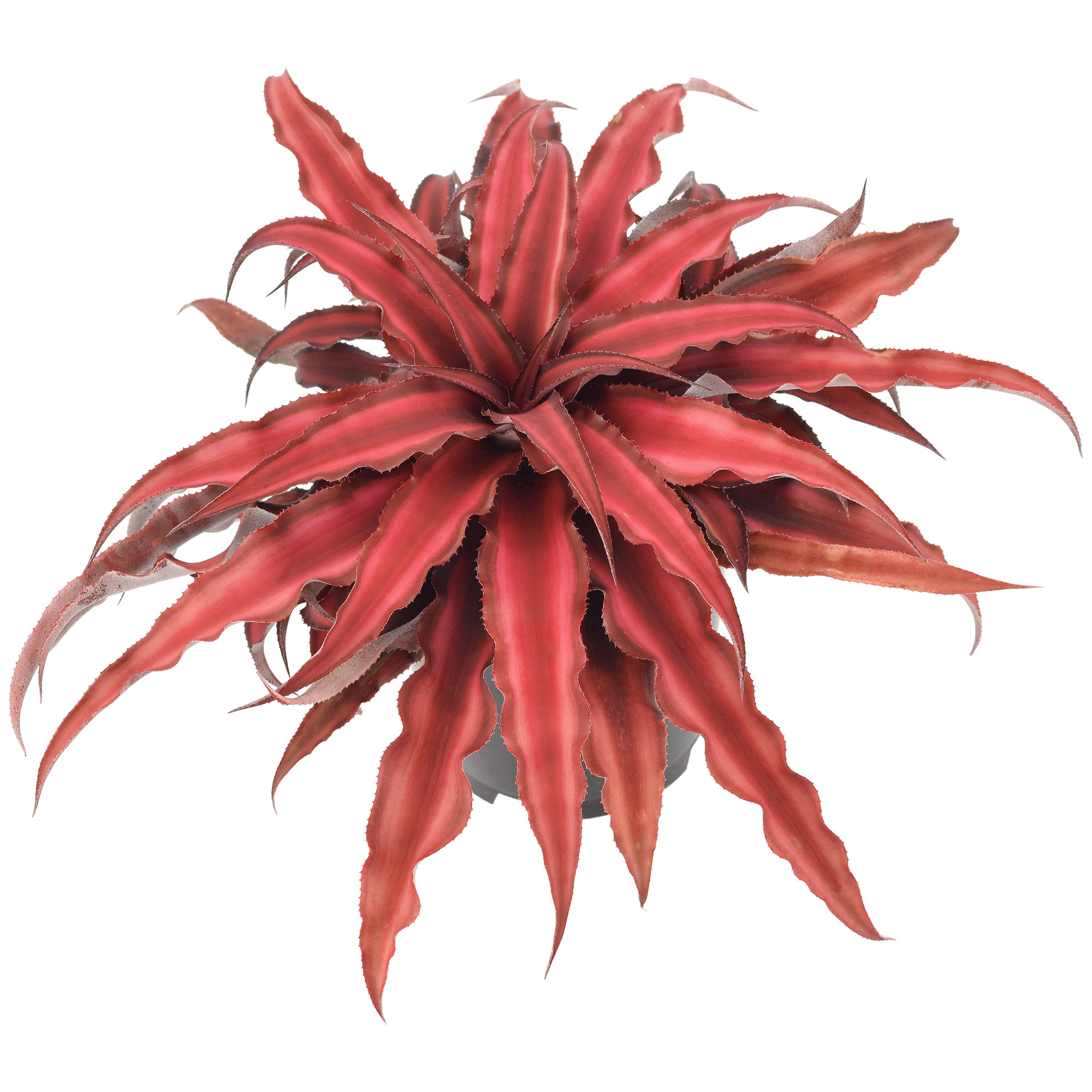Arcadia Garden Products Cryptanthus Live Cryptanthus Plant in Nursery