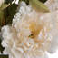 Anastasija Arrangement