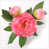 Rose est en rupture de stock