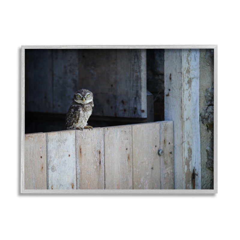 Chouette perchée, grange campagnarde, faune par James Dobson - photographie sur toile flottante, H 24 po x l 30 po x P 1,5 po