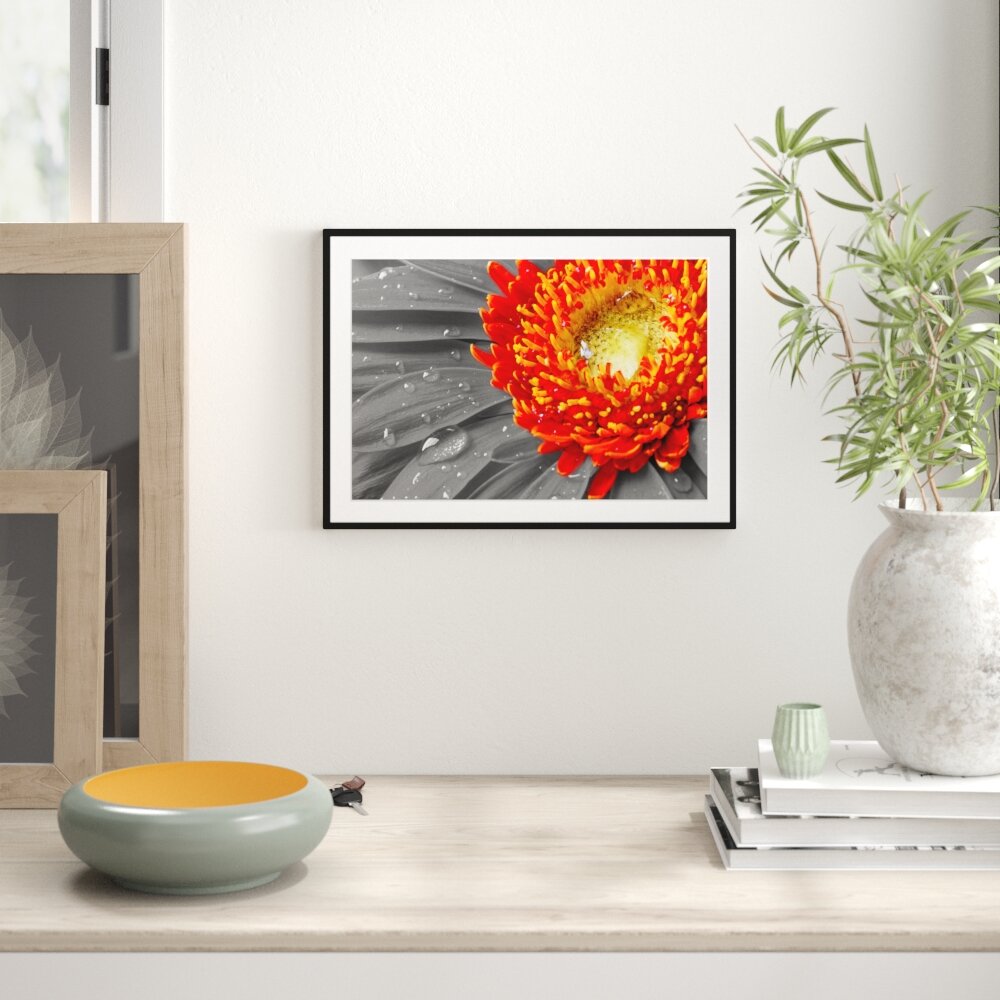 Gerahmtes Poster Gerbera mit Wassertropfen