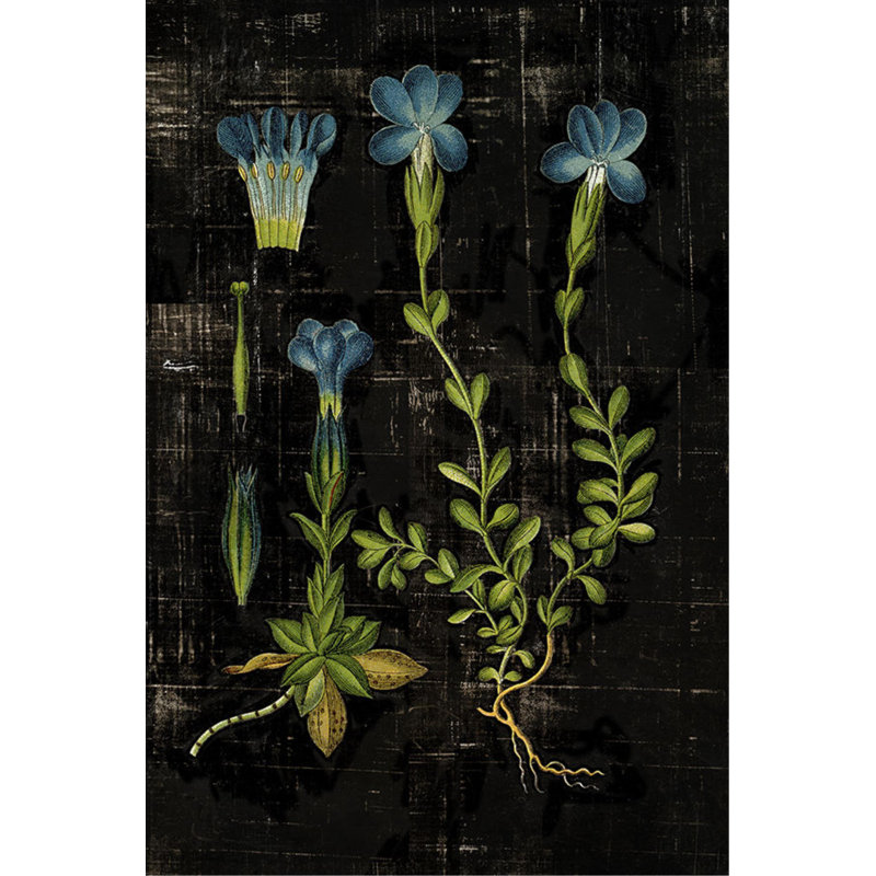 «Botanical Study III» par Michelle Bennett, impression, Extérieur