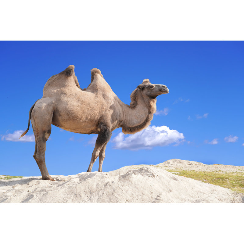 Wild Bactrian Camel by Hayatikayhan - Wrapped Canvas Print, 30cm H x 46cm W