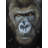 Gorilla Face - Office Wildlife Framed Canvas Home Decor