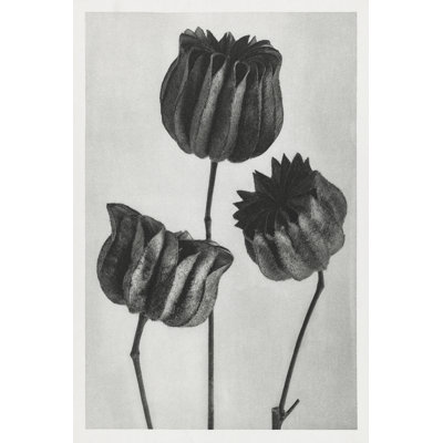 Blossfeldt Trio II