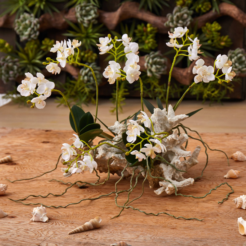Mini arrangement floral d'orchidées phalaenopsis
