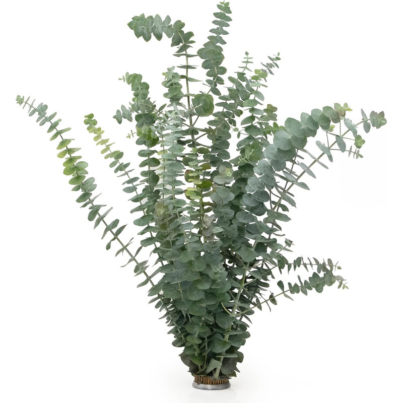 Fresh Eucalyptus Bunch 10 Stems