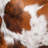 Tricolor Cowhide Pillow Cover & Insert