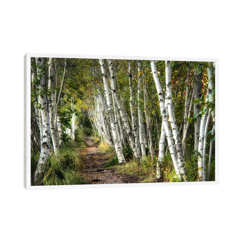 A Walk Through The Birch Trees by Danny Head - Print on Canvas, White Framed, 152.5 cm H x 101.5 cm W, White Framed
