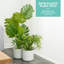 Aben Pot Planter-1836459497