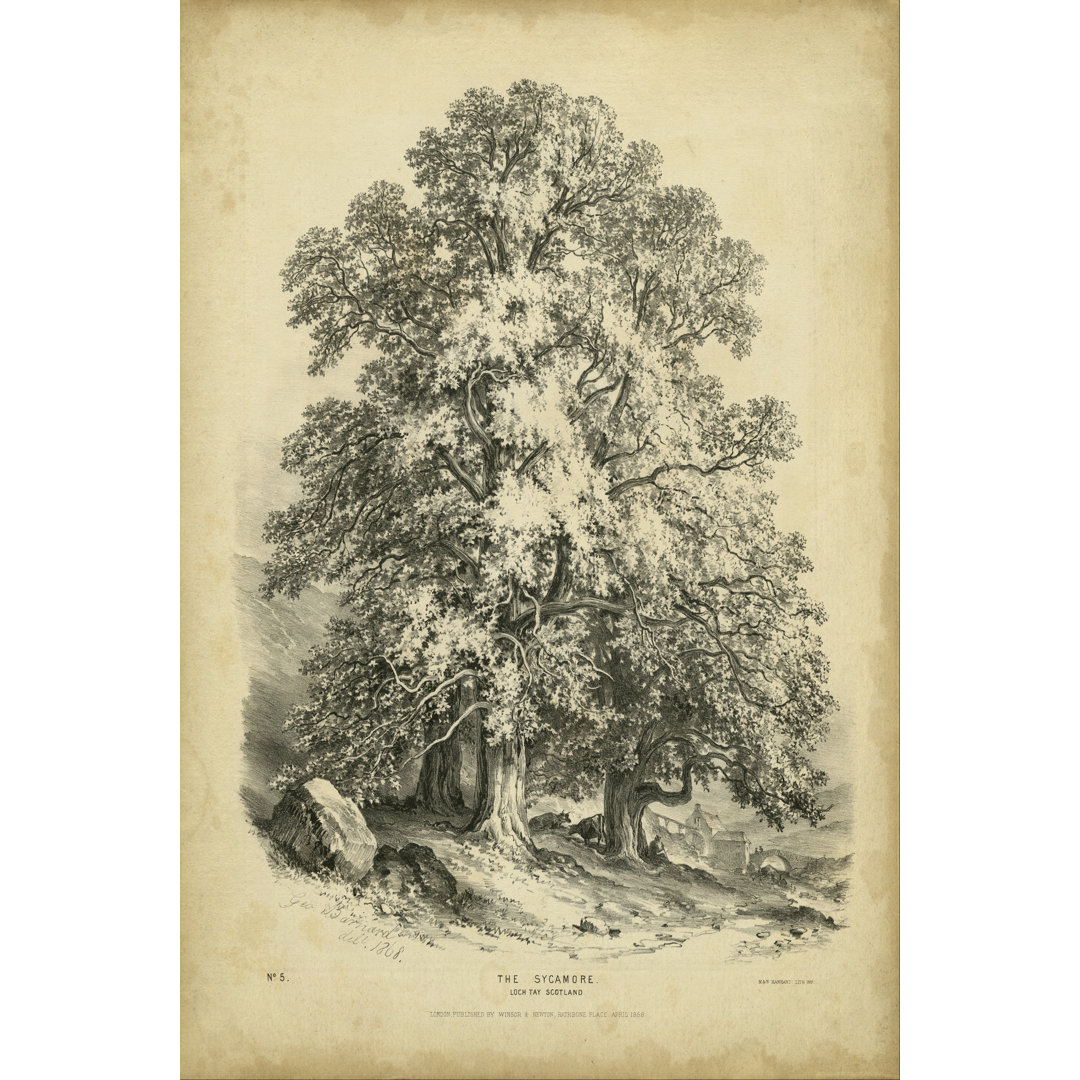 The Sycamore by George Barnard - Wrapped Canvas Print