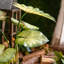 Plante artificielle 19,6 po