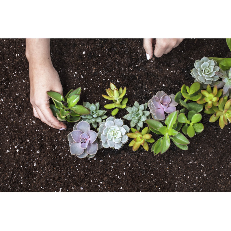 5 Piece Costa Farms Live Mini Succulent Low Maintenance Plant in Plastic Nursery Pot