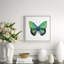 Butterfly Study 1' Framed Graphic Art Print on Glass