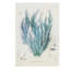 Polysiphonia Print by Henry Bradbury-26773216-26773217
