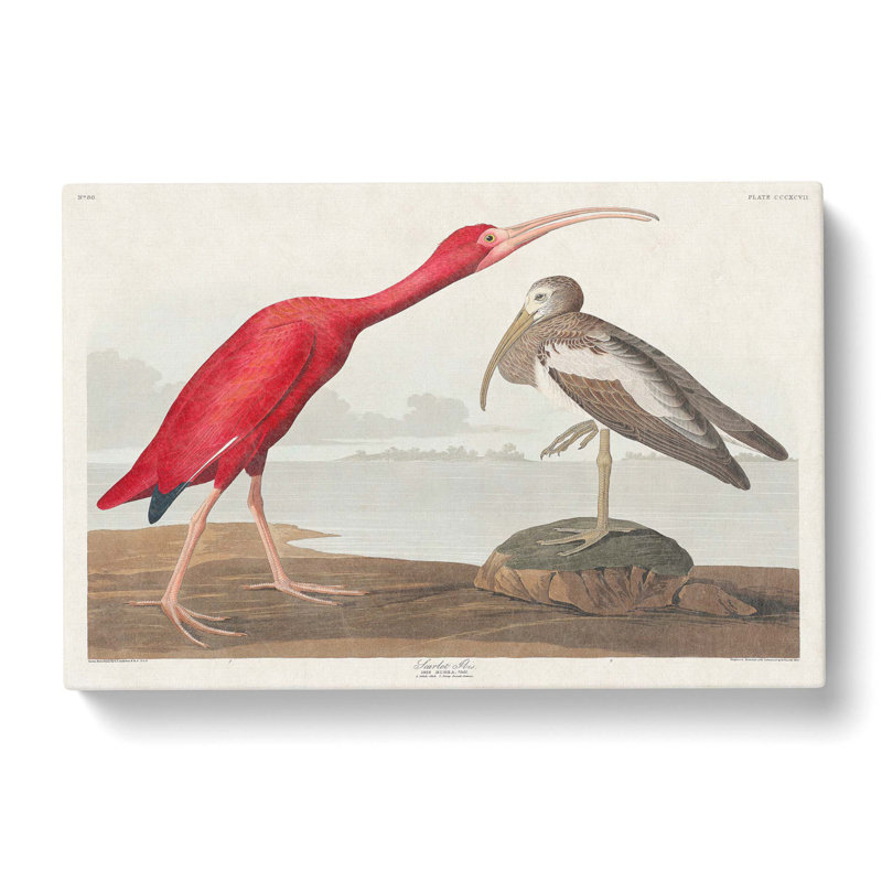 Ibis Bird by John Audubon - Wrapped Canvas Painting, 50cm H x 76cm W x 3cm D