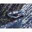 Tapis bleu marine / ivoire Draco-1824794312