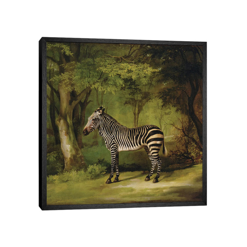 A Zebra, 1763 by George Stubbs - Painting on Canvas, 66.04cm H x 66.04cm W x 3.81cm D, Black Framed