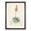Illustration of an Aloe Vera Plant - Picture Frame Graphic Art Print-55641325-55641321