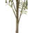 7FT Slim Olive Tree in Grower Pot