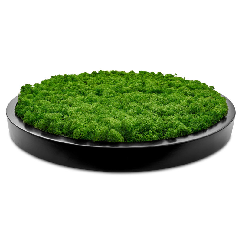 Moss Picture Reindeer Moss Round, 50cm H x 50cm W x 5cm D, Black