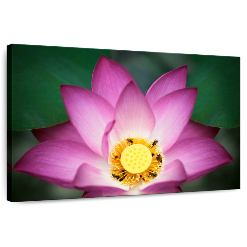 Harnek sur le lotus, H 16 po x l 24 po