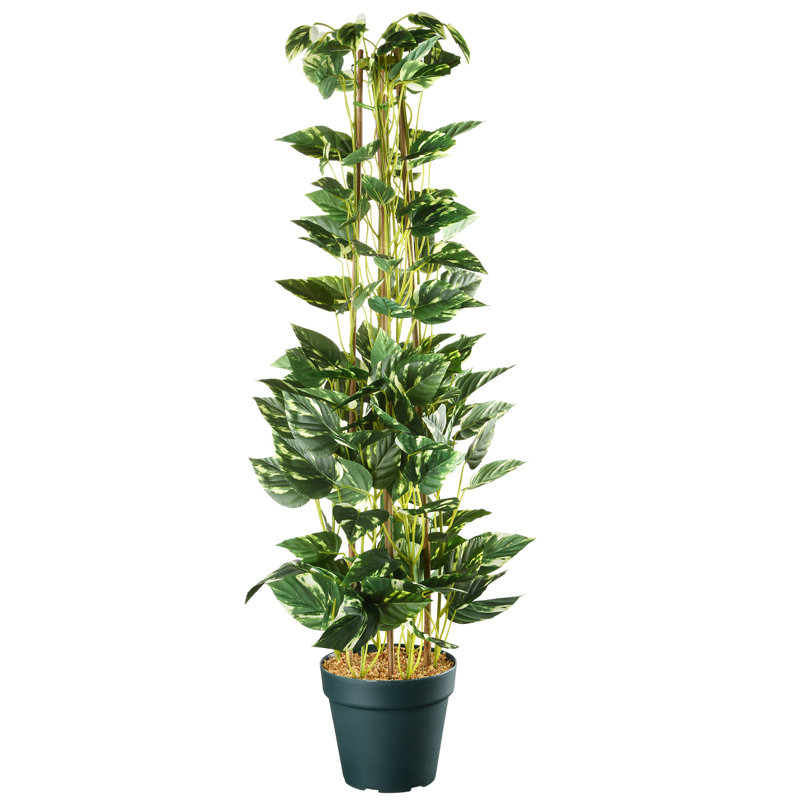 39" Pothos Plant