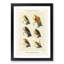 Salmon Fishing Flies Version 1 by Mary Orvis Marbury - Picture Frame Painting Print-55761940-55761939