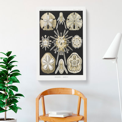 Echinoida Sea Urchin Vol.1 by Ernst Haeckel - Wrapped Canvas