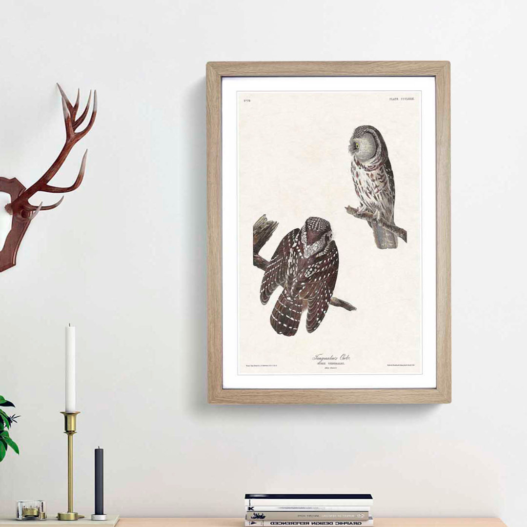 Tenmalms Owls by John James Audubon - Framed Print