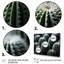 Vert, blanc, cactus, sublime minimalisme - impression-334086999-334086998