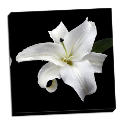 " Lily on Black I " Print