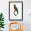 Red-Fronted Parrot by F. Levaillant - Picture Frame Painting Print-55598354-55598357