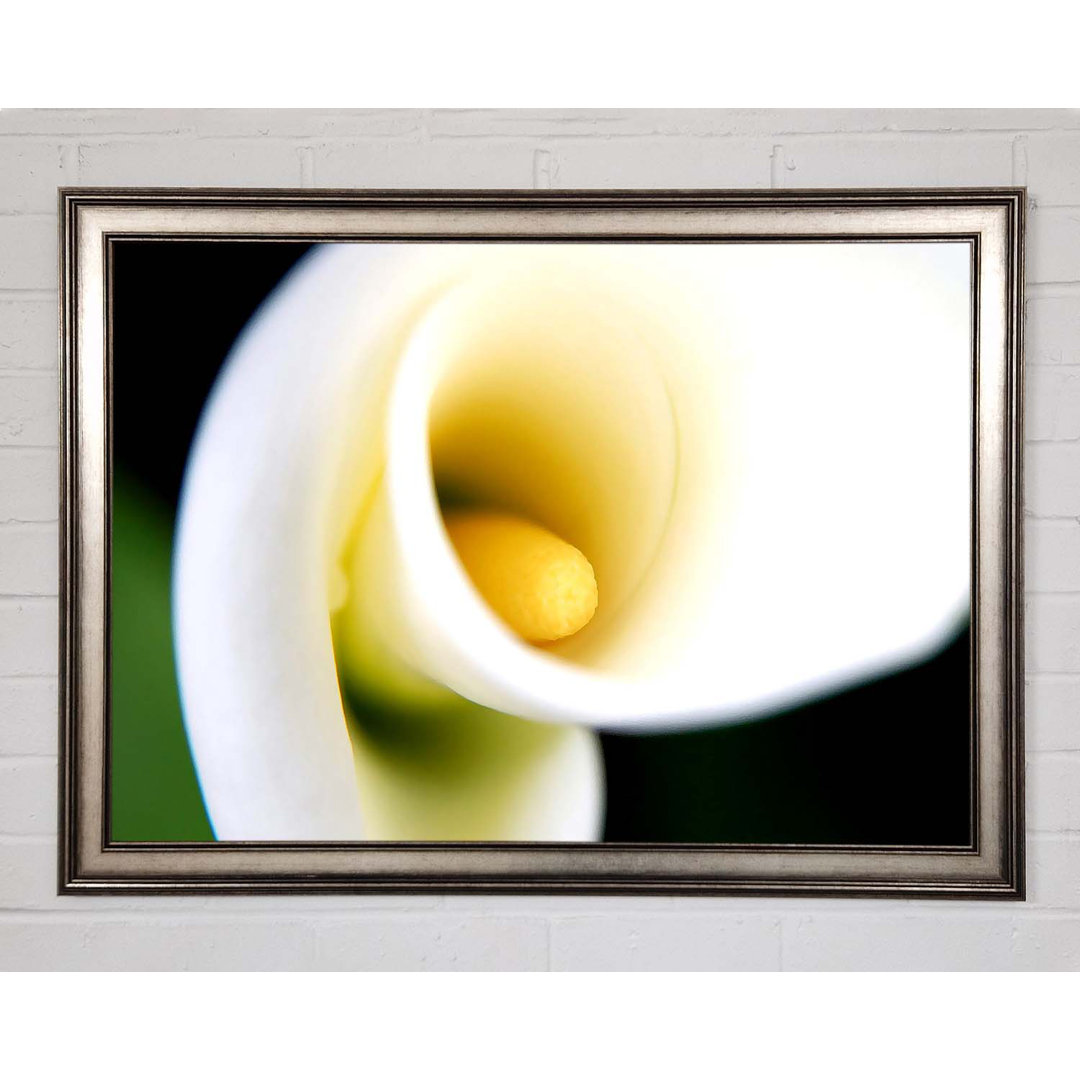 Gerahmtes Leinwandbild White Calla Lily